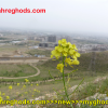 عکس های زیبای شهرقدس